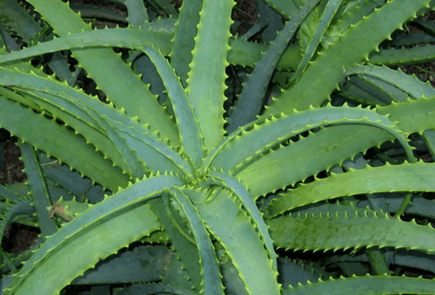 Kalanchoe trata la dolencia masculina