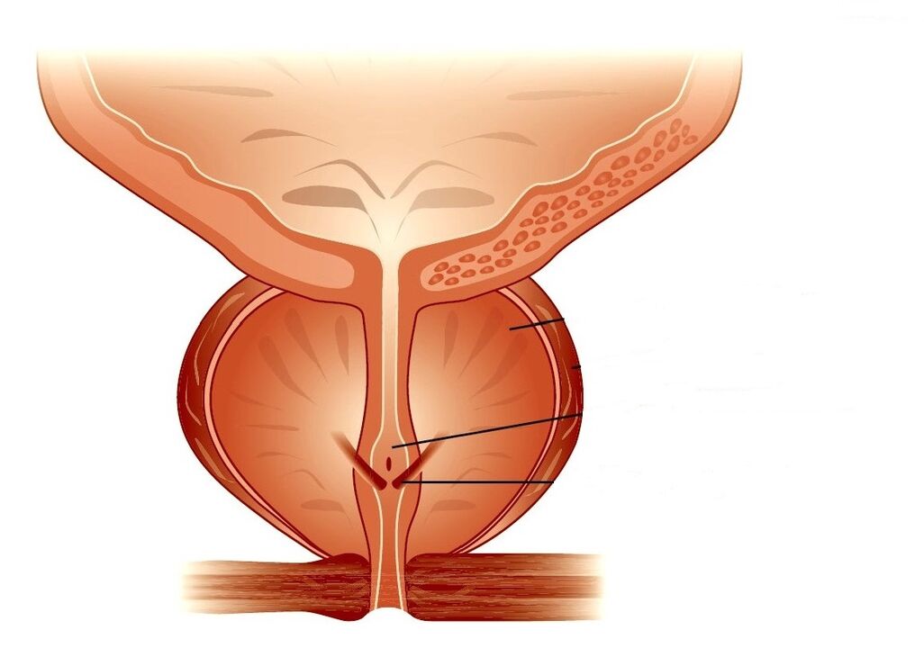 estructura de la próstata y prostatitis crónica