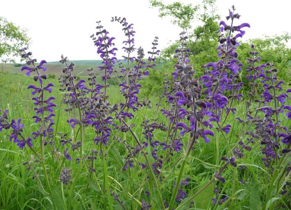 salvia para el tratamiento de la prostatitis